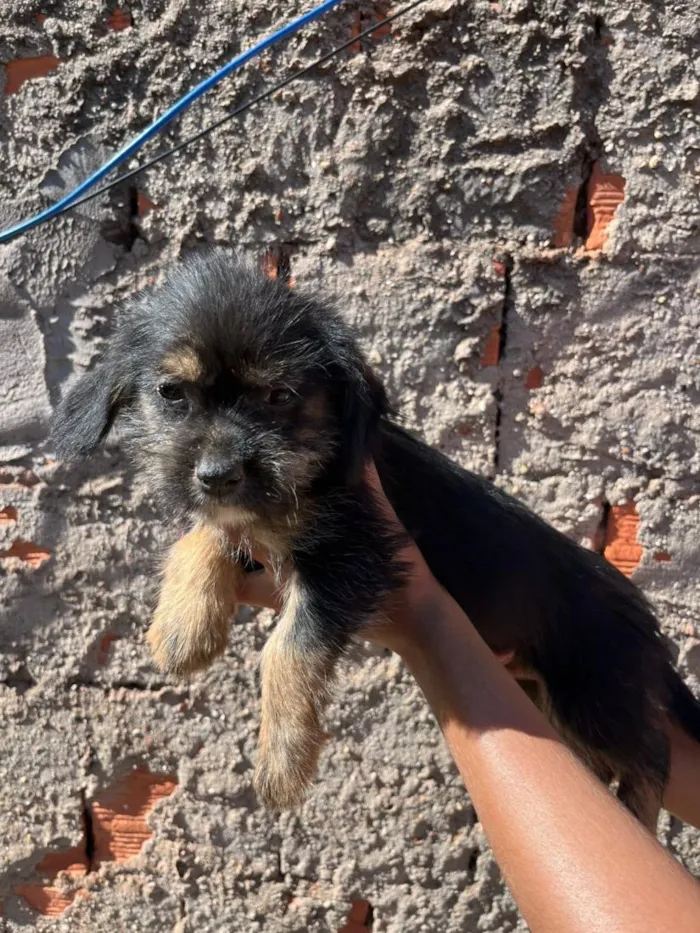 Cachorro raça SRD-ViraLata idade 2 a 6 meses nome Mimi 