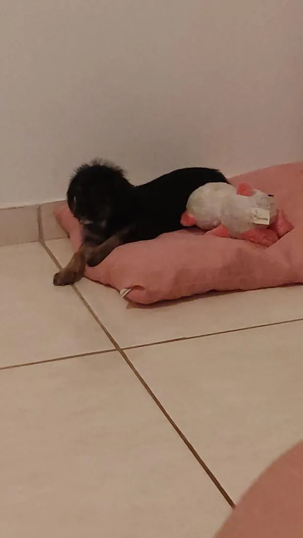 Cachorro raça SRD-ViraLata idade 2 a 6 meses nome Mimi 