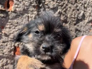 Cachorro raça SRD-ViraLata idade 2 a 6 meses nome Mimi 
