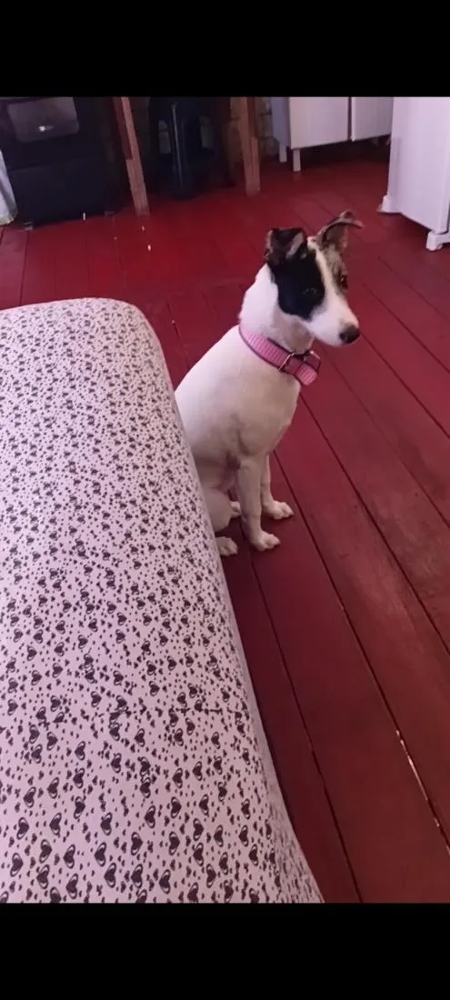 Cachorro raça SRD-ViraLata idade 1 ano nome Maia 