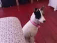 Maia 