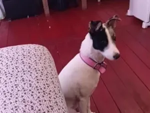 Cachorro raça SRD-ViraLata idade 1 ano nome Maia 