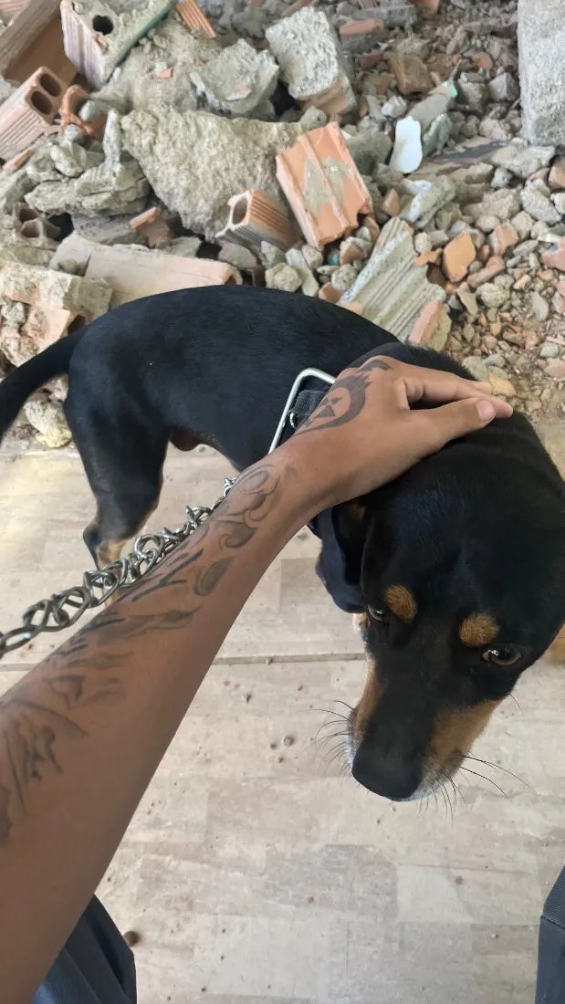Cachorro raça SRD-ViraLata idade 7 a 11 meses nome Eu chamei de neguinho mas não sei se é o nome