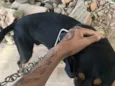 Eu chamei de neguinho mas não sei se é o nome