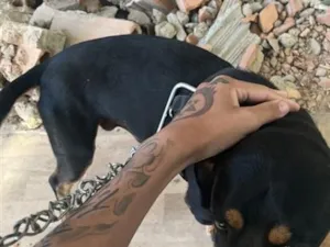 Cachorro raça SRD-ViraLata idade 7 a 11 meses nome Eu chamei de neguinho mas não sei se é o nome