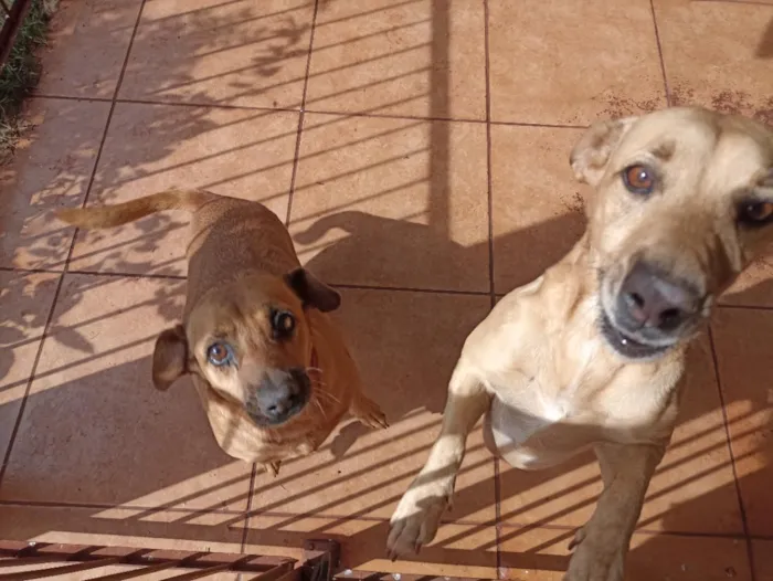 Cachorro raça SRD-ViraLata idade 6 ou mais anos nome Lilica e Sofia 