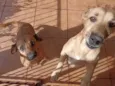 Lilica e Sofia 