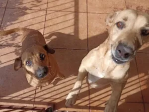 Cachorro raça SRD-ViraLata idade 6 ou mais anos nome Lilica e Sofia 