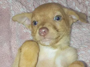 Cachorro raça SRD-ViraLata idade Abaixo de 2 meses nome Não tem 