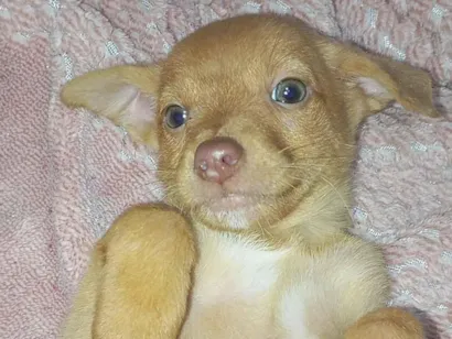 Cachorro raça SRD-ViraLata idade Abaixo de 2 meses nome Não tem 