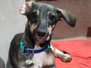 Cachorro raça SRD-ViraLata idade 1 ano nome Maycon 