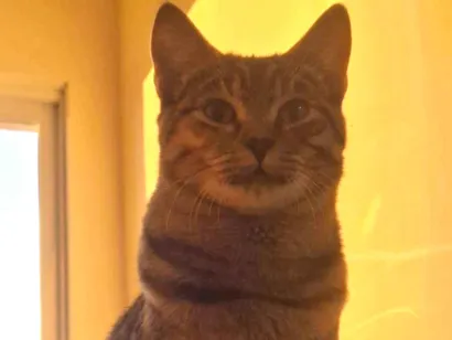Gato raça SRD-ViraLata idade 7 a 11 meses nome Magali