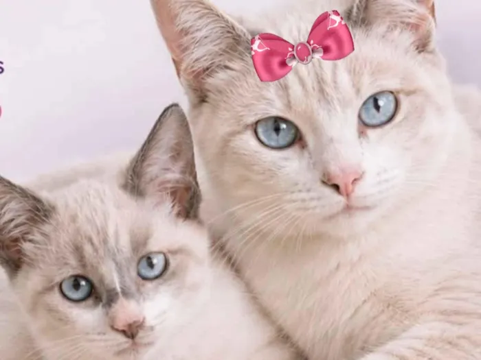Gato raça SRD-ViraLata idade 2 a 6 meses nome Malu e Nino 