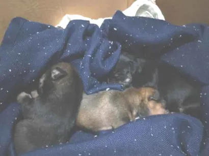 Cachorro raça SRD-ViraLata idade Abaixo de 2 meses nome kira e pudim