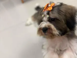 Cachorro raça SRD-ViraLata idade 2 a 6 meses nome Lua