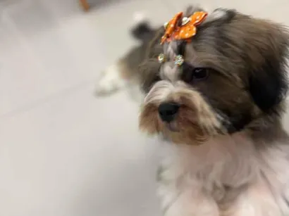 Cachorro raça SRD-ViraLata idade 2 a 6 meses nome Lua