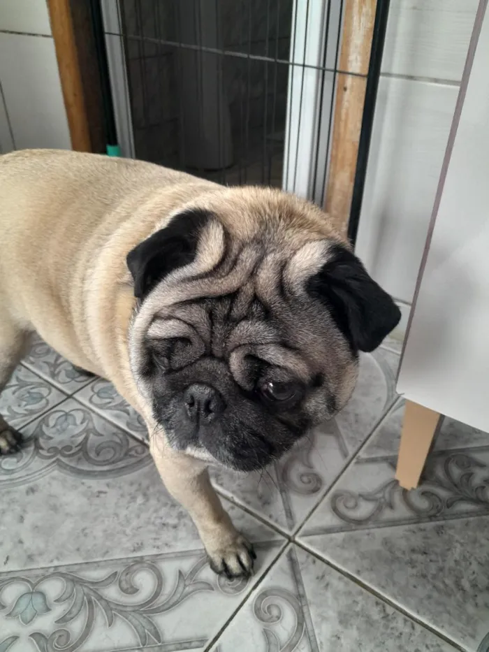 Cachorro raça Pug  idade 5 anos nome Ted