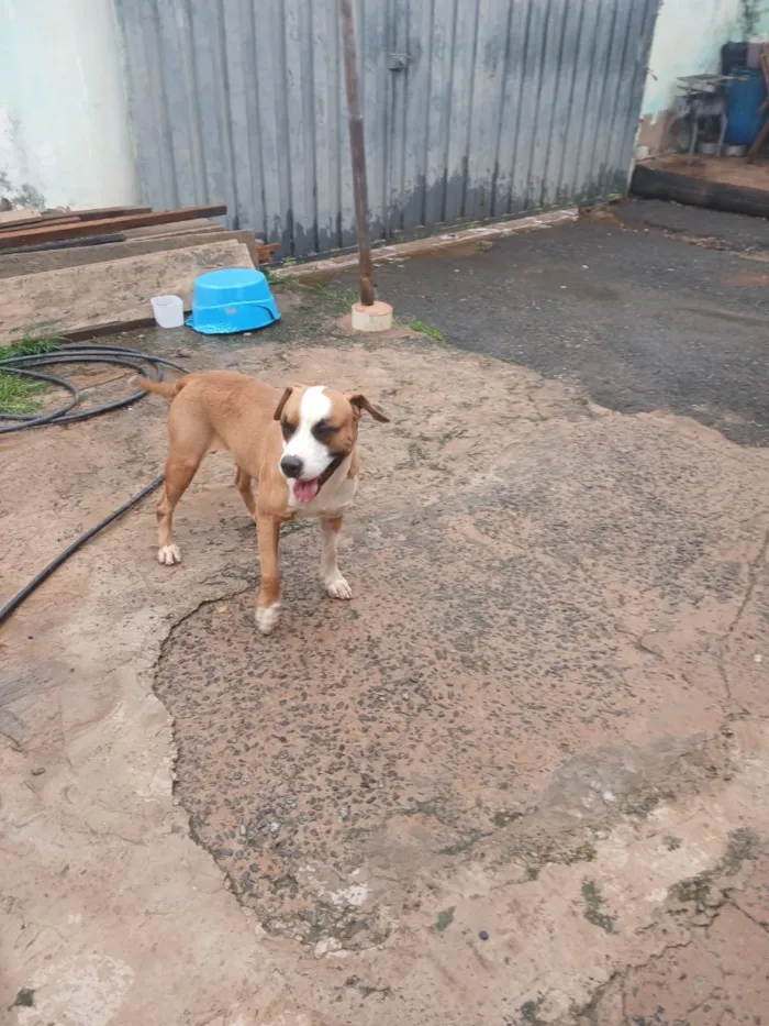 Cachorro raça SRD-ViraLata idade 4 anos nome Hulk e Royal