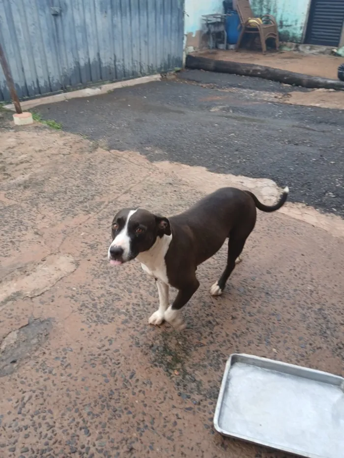 Cachorro raça SRD-ViraLata idade 4 anos nome Hulk e Royal