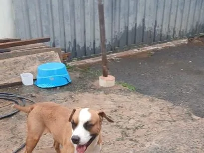 Cachorro raça SRD-ViraLata idade 4 anos nome Hulk e Royal