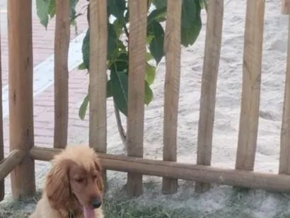 Cachorro raça Cocker idade 7 a 11 meses nome Moschino Elonor