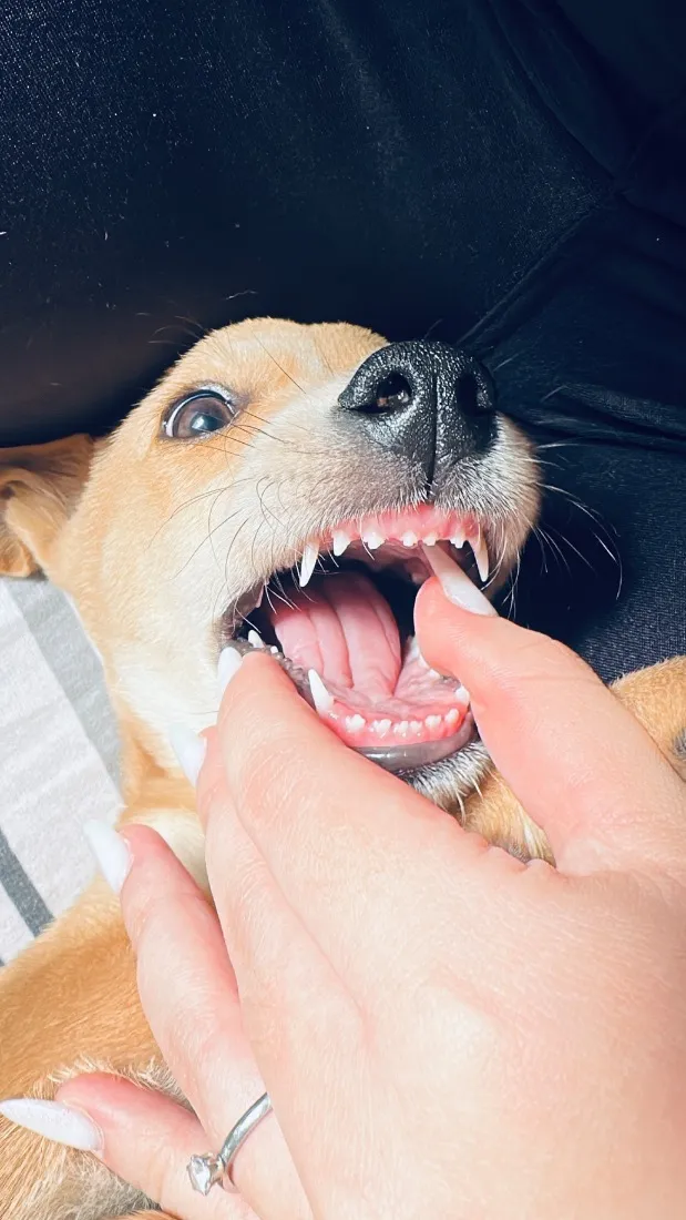 Cachorro raça SRD-ViraLata idade 2 a 6 meses nome Nala Maria