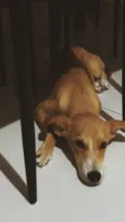 Nala Maria