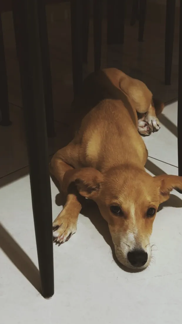 Cachorro raça SRD-ViraLata idade 2 a 6 meses nome Nala Maria