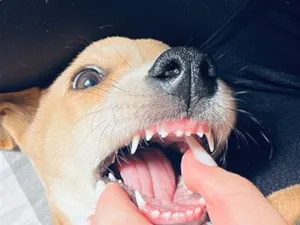 Cachorro raça SRD-ViraLata idade 2 a 6 meses nome Nala Maria