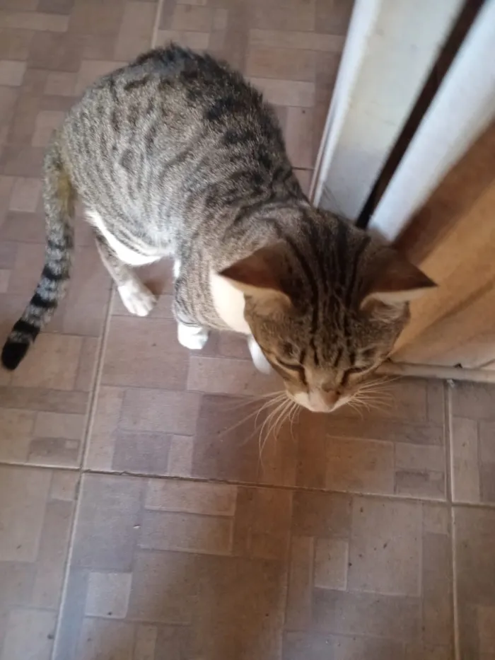 Gato raça SRD-ViraLata idade 2 a 6 meses nome Naruto, loky,Sabrina,Ana Karina,