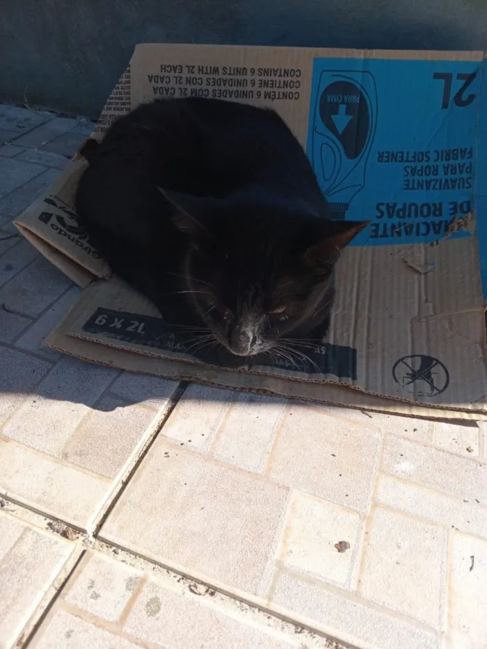 Gato raça SRD-ViraLata idade 2 a 6 meses nome Naruto, loky,Sabrina,Ana Karina,