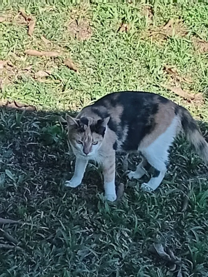 Gato raça SRD-ViraLata idade 2 a 6 meses nome Naruto, loky,Sabrina,Ana Karina,