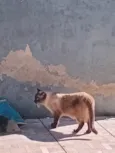 Naruto, loky,Sabrina,Ana Karina,