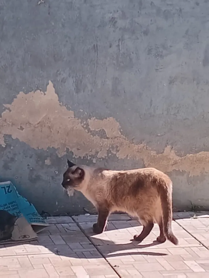 Gato raça SRD-ViraLata idade 2 a 6 meses nome Naruto, loky,Sabrina,Ana Karina,