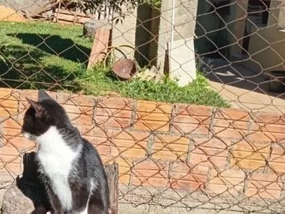 Gato raça SRD-ViraLata idade 2 a 6 meses nome Naruto, loky,Sabrina,Ana Karina,