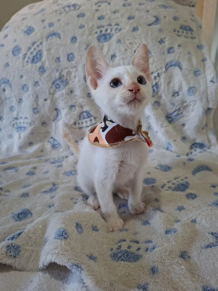 Gato raça SRD-ViraLata idade 2 a 6 meses nome Luan 