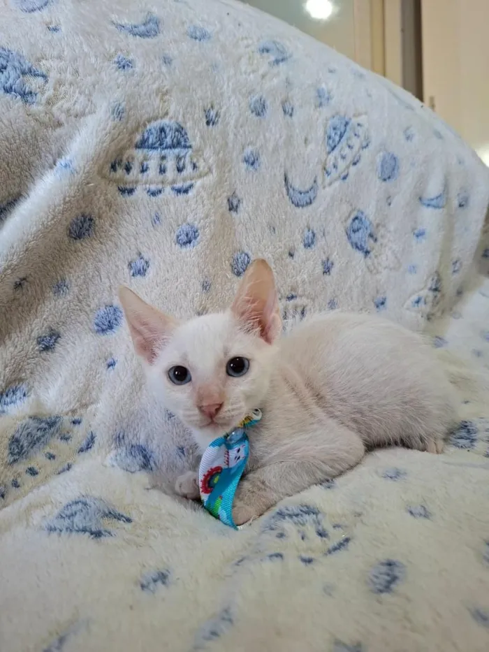 Gato raça SRD-ViraLata idade 2 a 6 meses nome Luan 