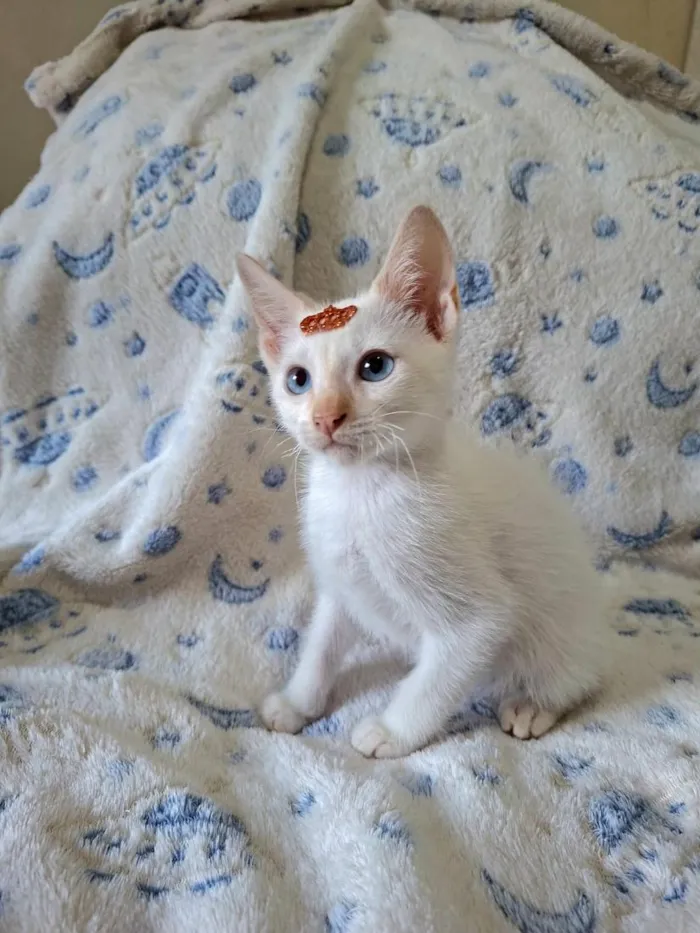 Gato raça SRD-ViraLata idade 2 a 6 meses nome Luan 