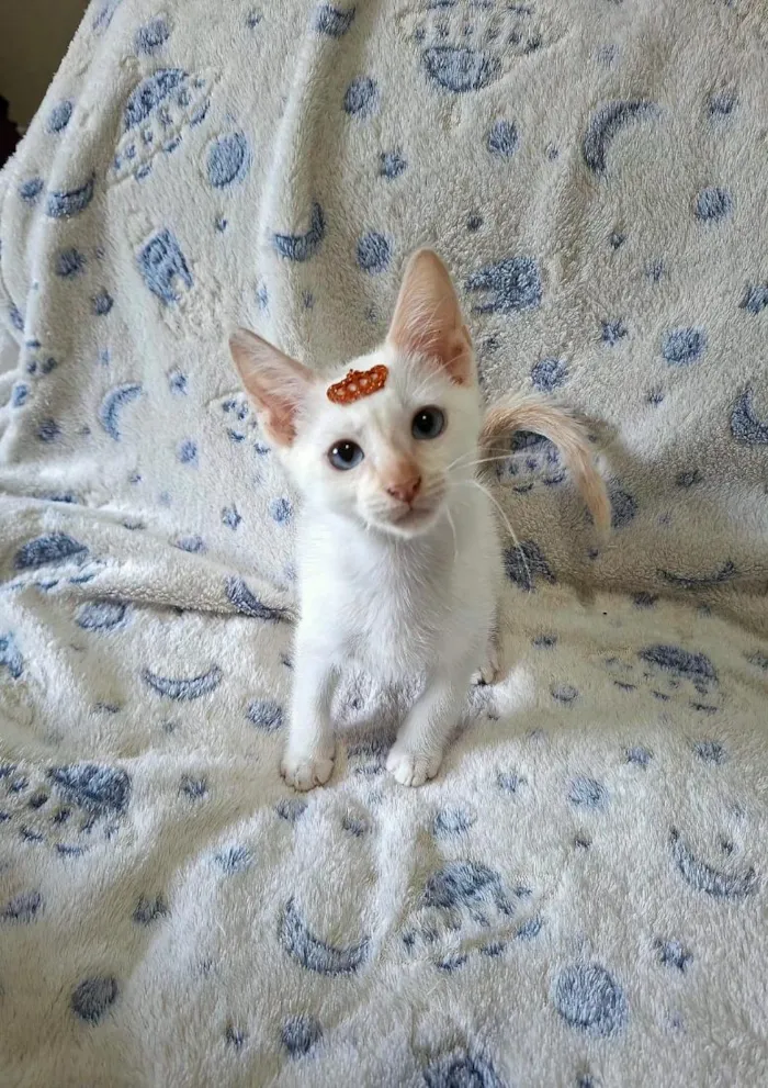Gato raça SRD-ViraLata idade 2 a 6 meses nome Luan 