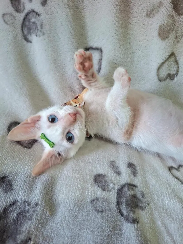 Gato raça SRD-ViraLata idade 2 a 6 meses nome Luan 