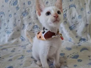 Gato raça SRD-ViraLata idade 2 a 6 meses nome Luan 