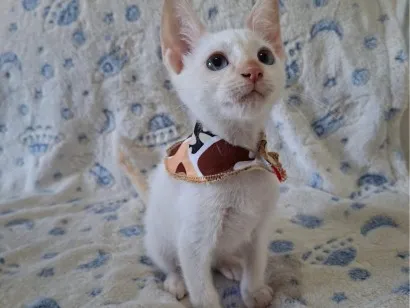 Gato raça SRD-ViraLata idade 2 a 6 meses nome Luan 