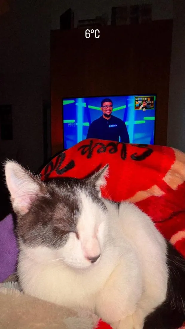Gato raça SRD-ViraLata idade 2 a 6 meses nome Bigode