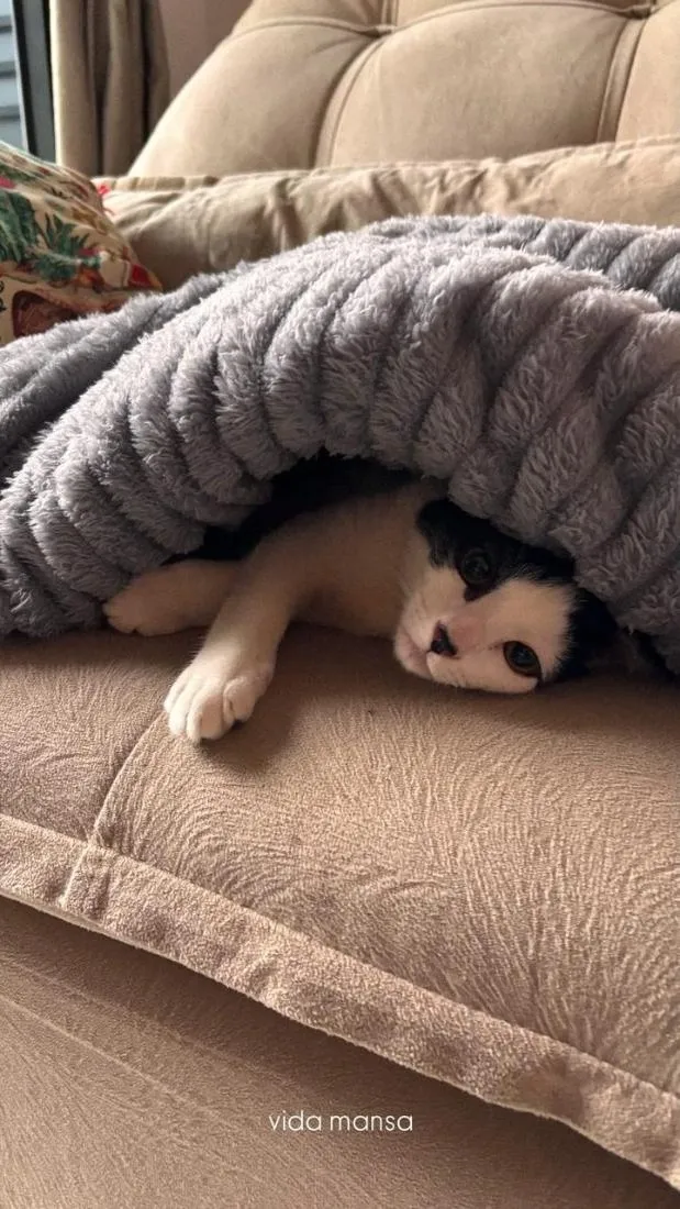Gato raça SRD-ViraLata idade 2 a 6 meses nome Bigode