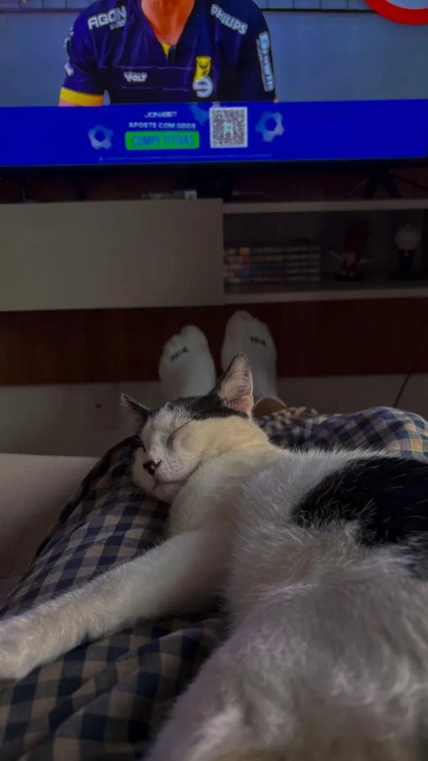 Gato raça SRD-ViraLata idade 2 a 6 meses nome Bigode
