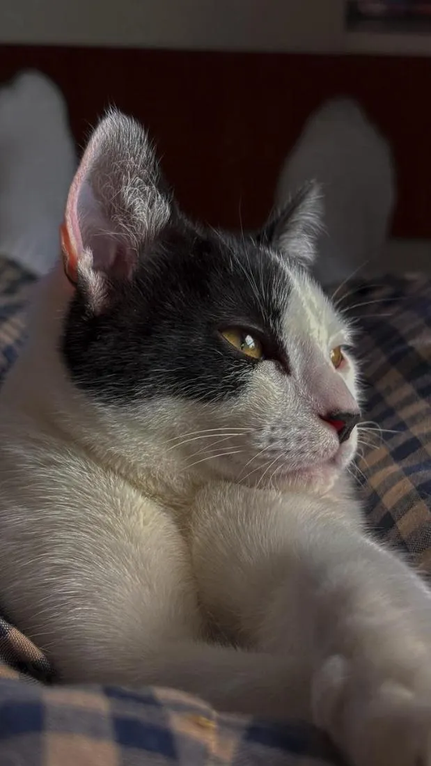 Gato raça SRD-ViraLata idade 2 a 6 meses nome Bigode