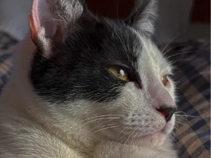 Gato raça SRD-ViraLata idade 2 a 6 meses nome Bigode