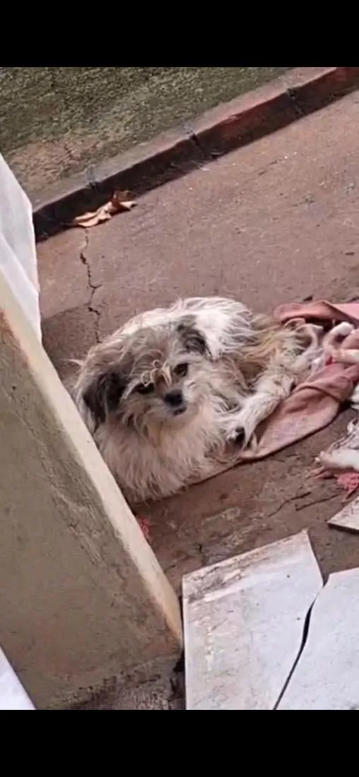 Cachorro raça SRD-ViraLata idade 3 anos nome Panqueca e pandora 