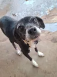 Panqueca e pandora 