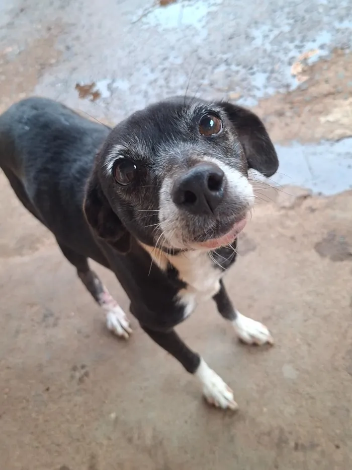 Cachorro raça SRD-ViraLata idade 3 anos nome Panqueca e pandora 